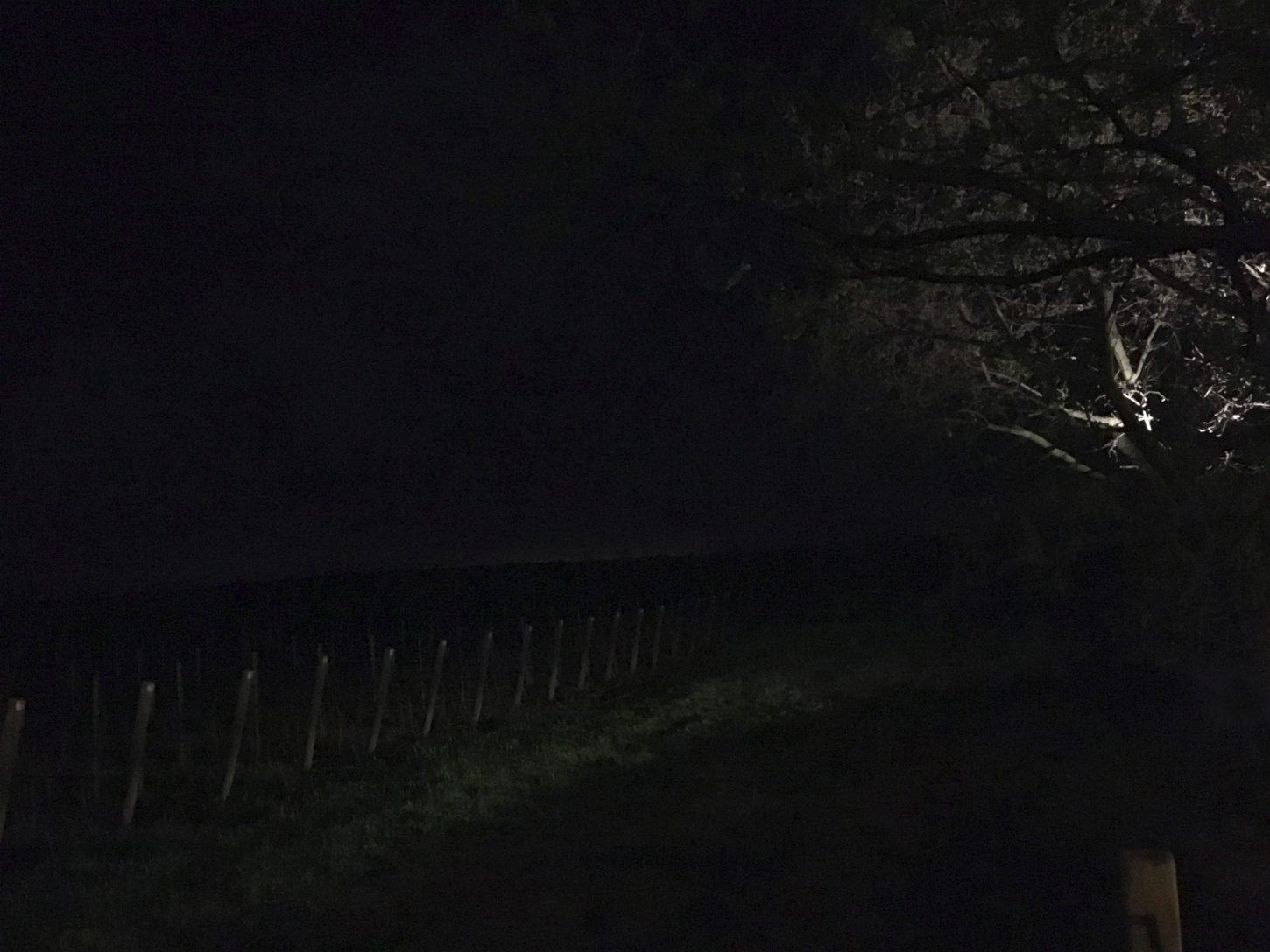 Tenuta-Guado-al-Tasso-bolgheri-lighting-design-esterni-metrolight-3