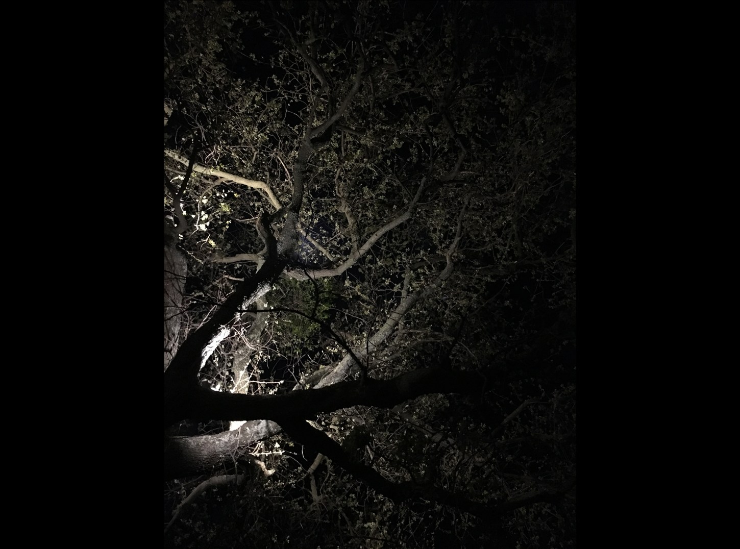 Tenuta-Guado-al-Tasso-bolgheri-lighting-design-esterni-metrolight-8