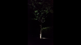 giardino-santa-margherita-corte-interna-firenze-metrolight-4